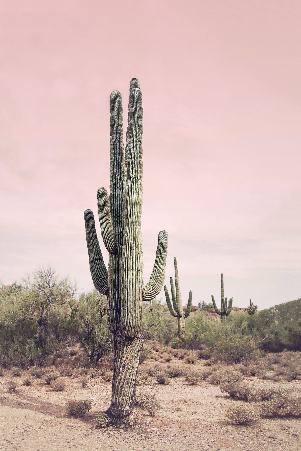 Desert Blush Wall Mural in your room