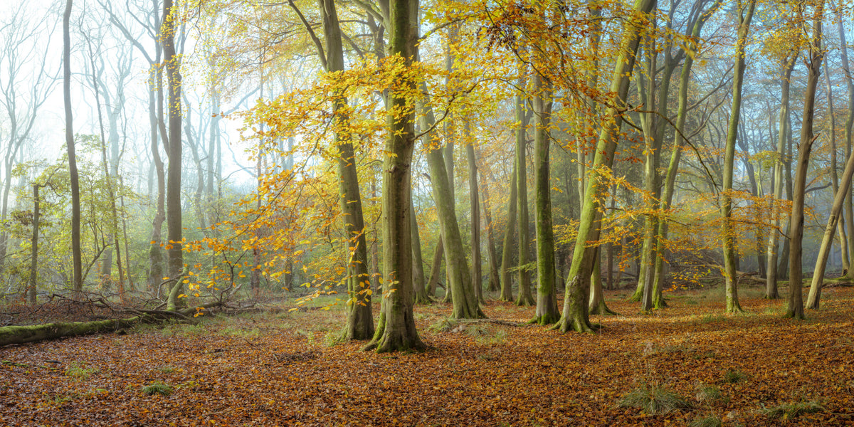 Ethereal Beauty of Woods Wall Mural in your room