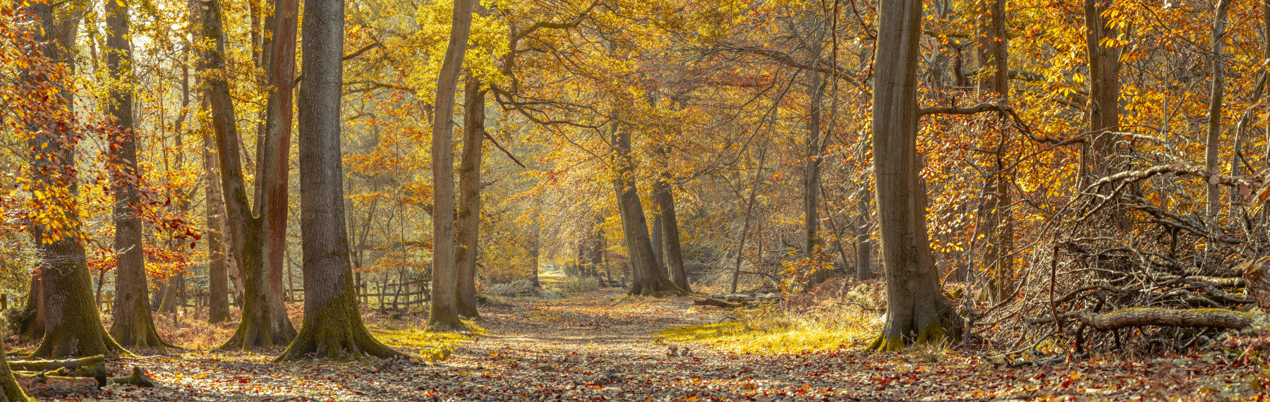 Nature’s Carpet on Forest Path Wall Mural