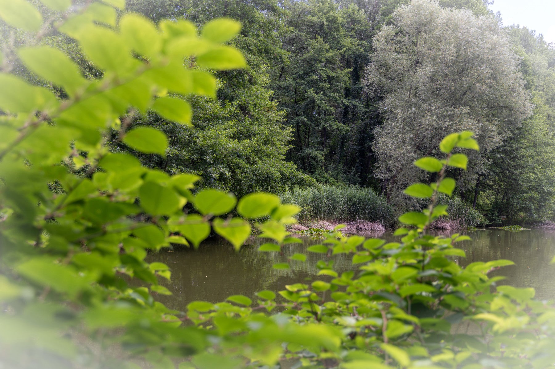 Tranquil Nature Scene with Lush Green Foliage and Serene Waters Wall Mural