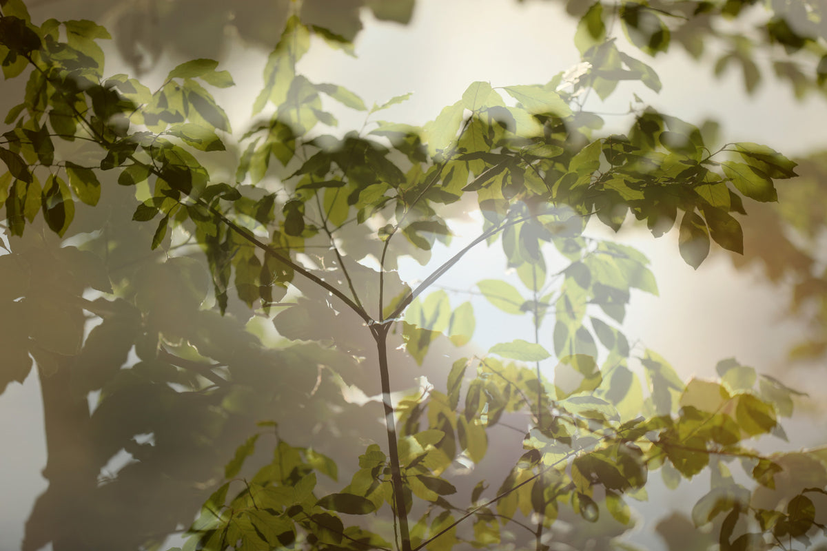 Ethereal Greenery Layered Leaf Wall Mural in your room