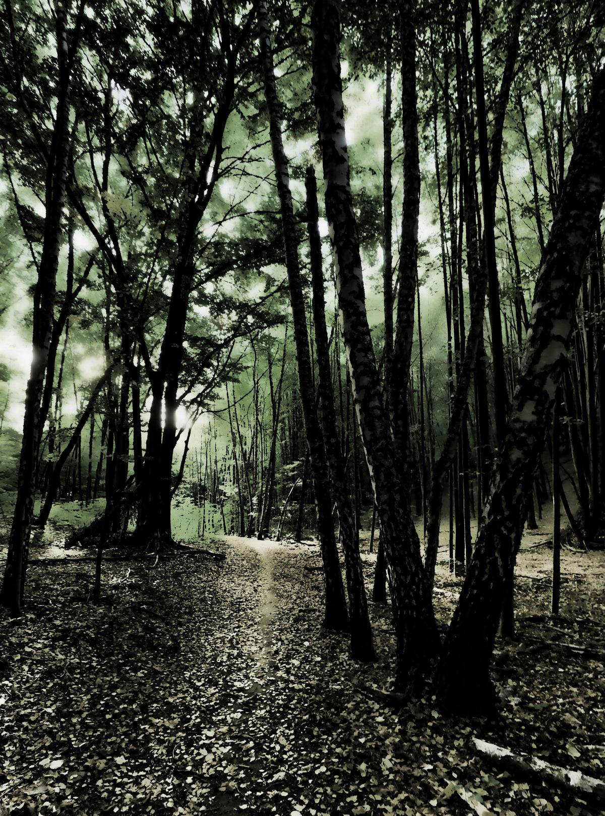 Enchanted Forest Pathway - Mystical Nature Photography Wall Mural in your room — zoomed