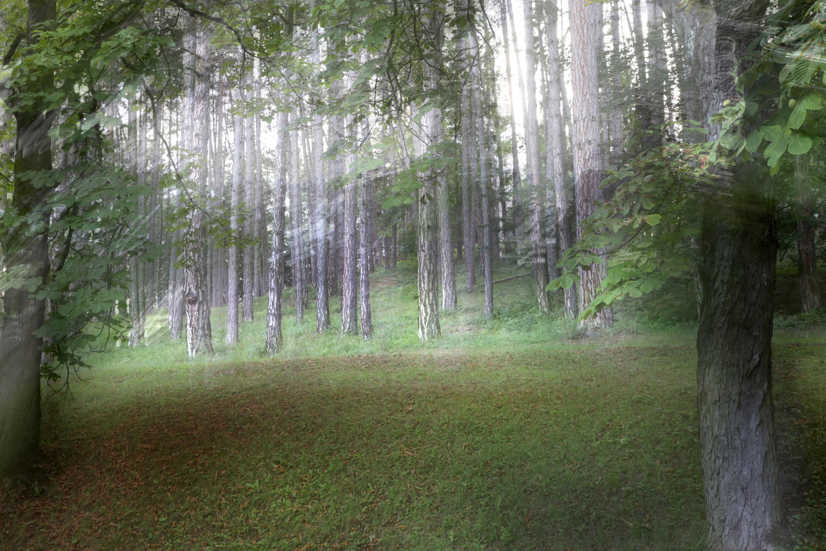Serene Forest Landscape Photography | Ethereal Nature Print | Tranquil Greenery Wall Art Wall Mural in your room