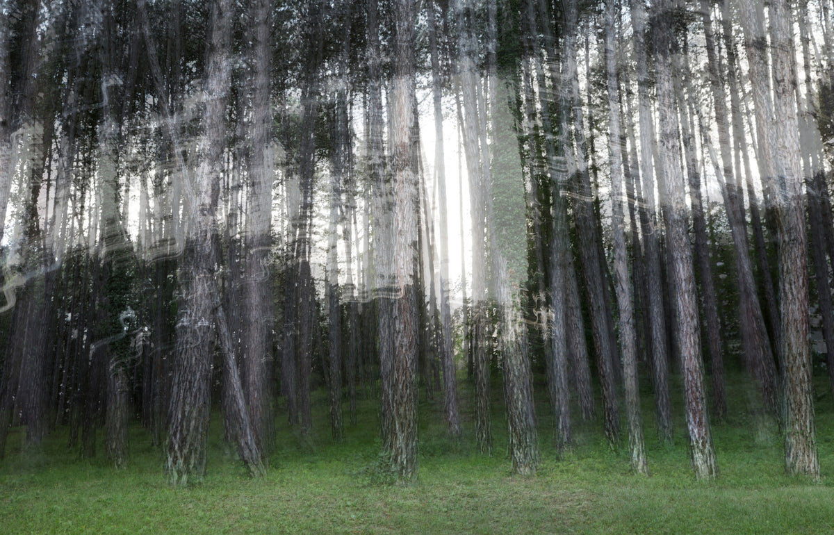 Ethereal Forest Photography | Blurred Trees Art Print | Tranquil Nature Decor Wall Mural in your room — zoomed