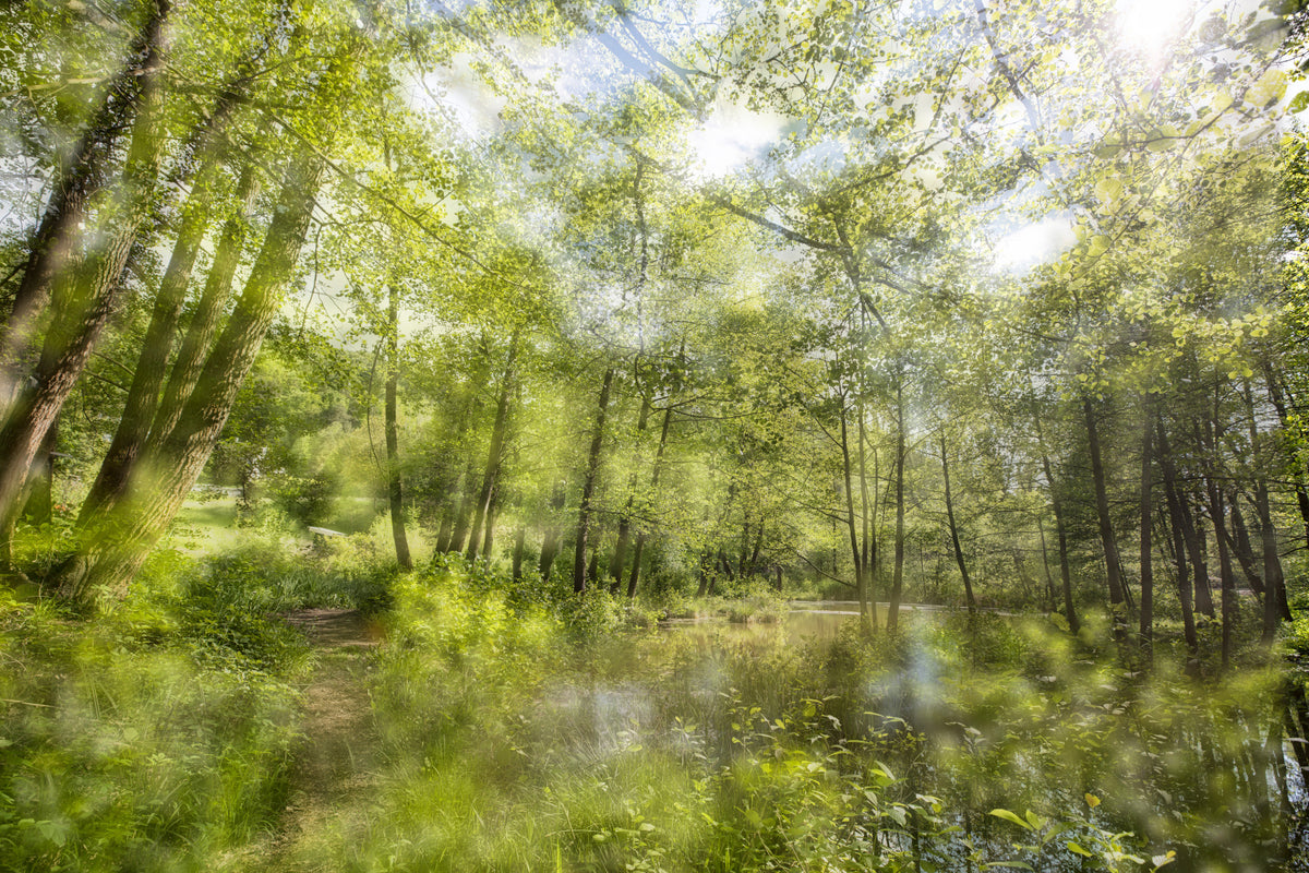 Tranquil Forest Reflection Art Print | Serene Nature Photography | Greenery Landscape Decor Wall Mural in your room