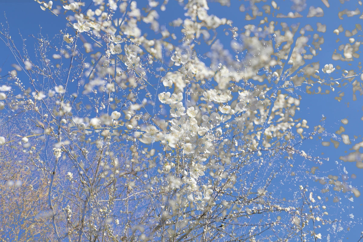 White Blossoms Against a Clear Blue Sky - Spring Nature Photography Wall Mural in your room