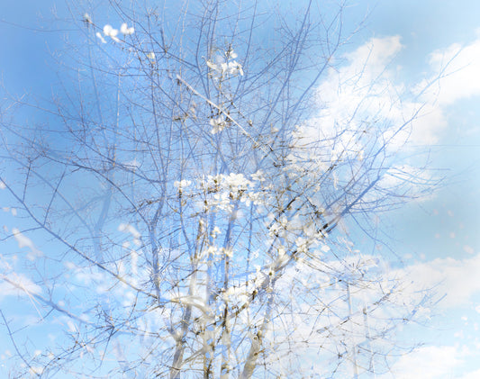 Ethereal Floral Sky Art | Serene Nature Photography | Dreamy Blossoms & Branches Wall Mural