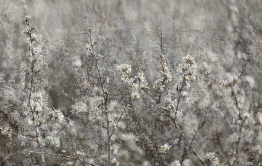 Ethereal Blossoms: Soft Floral Photography Wall Mural