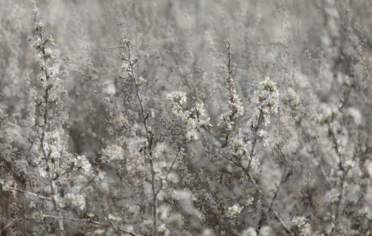 Ethereal Blossoms: Soft Floral Photography Wall Mural in your room