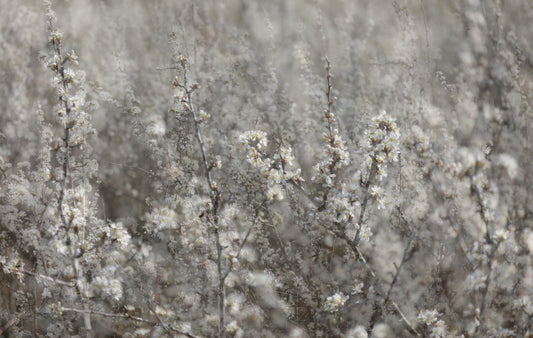 Ethereal Blossoms: Soft Floral Photography Wall Mural