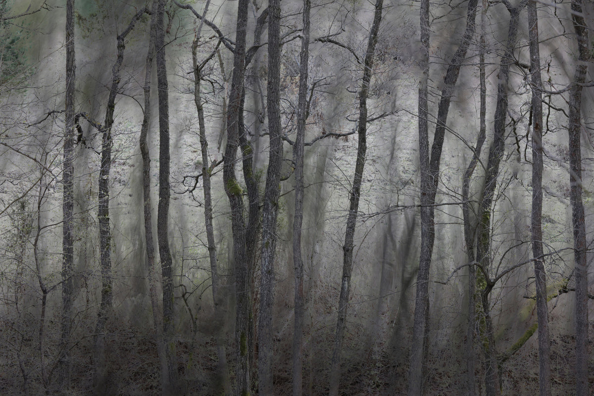 Mysterious Forest Landscape | Gray Trees in Atmospheric Stillness | Nature Photography Wall Mural in your room