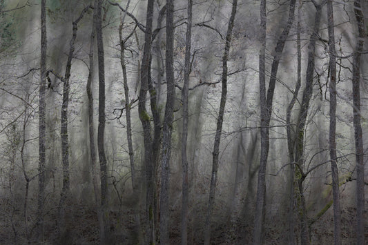 Mysterious Forest Landscape | Gray Trees in Atmospheric Stillness | Nature Photography Wall Mural