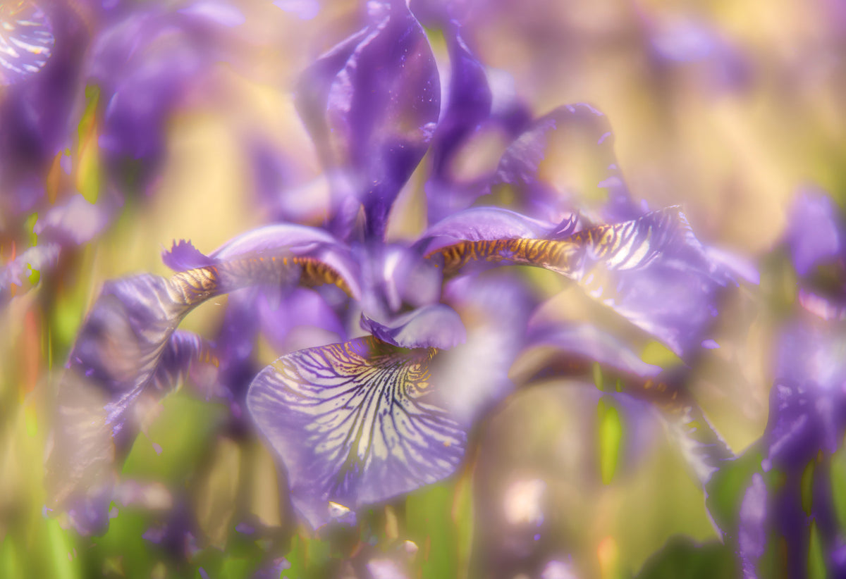 Ethereal Purple Iris Art Print | Delicate Floral Photography | Nature Wall Decor Wall Mural in your room