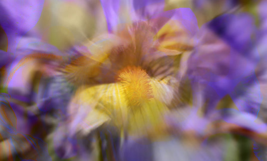 Colorful Floral Abstract Art Print - Nature-Inspired Wall Decor Wall Mural