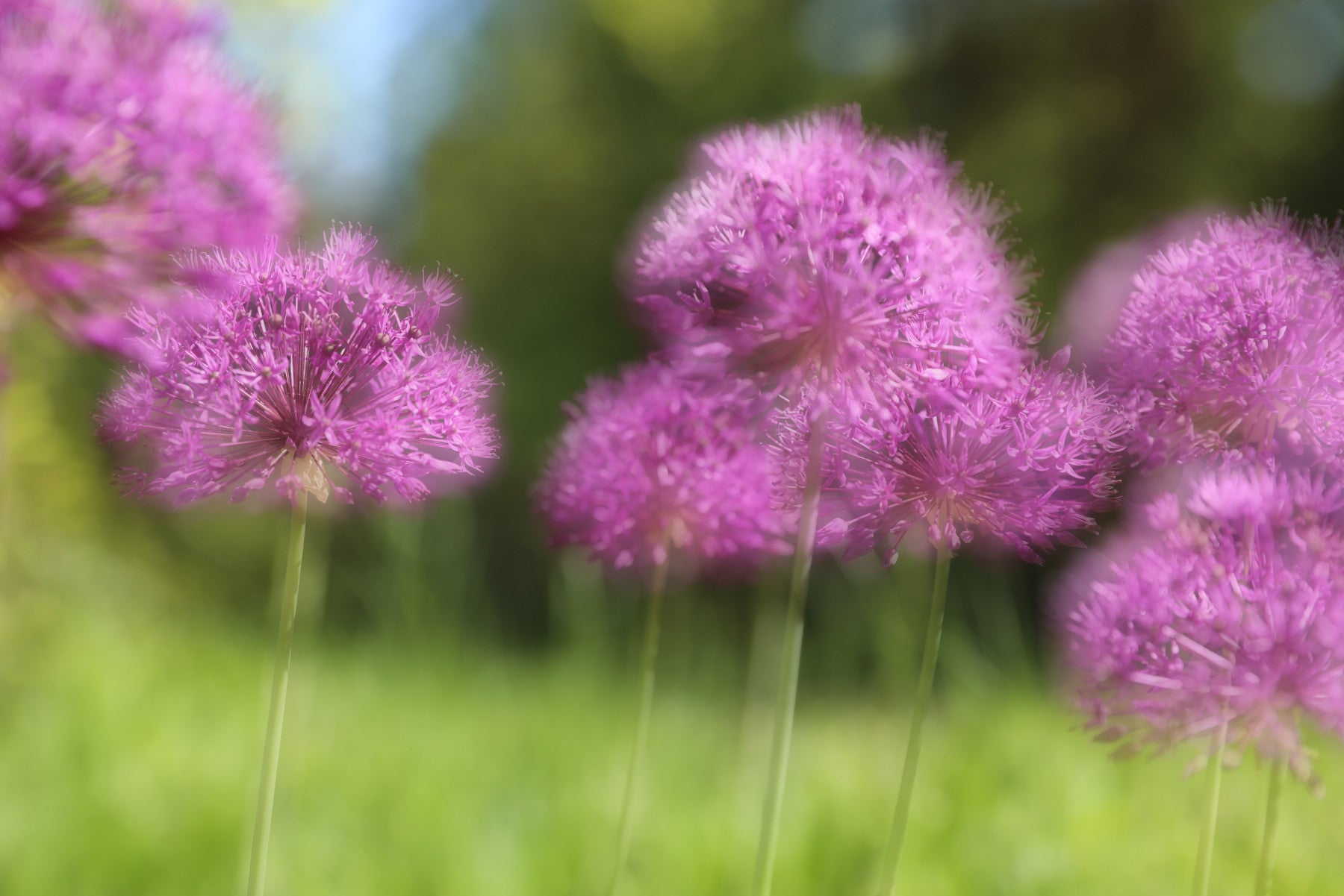 Soft Purple Allium Blooms | Blurred Floral Photography | Nature Wall Art Wall Mural