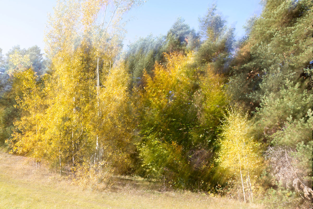 Autumn's Whisper: Blurred Nature Photography of Golden Trees Wall Mural in your room — zoomed