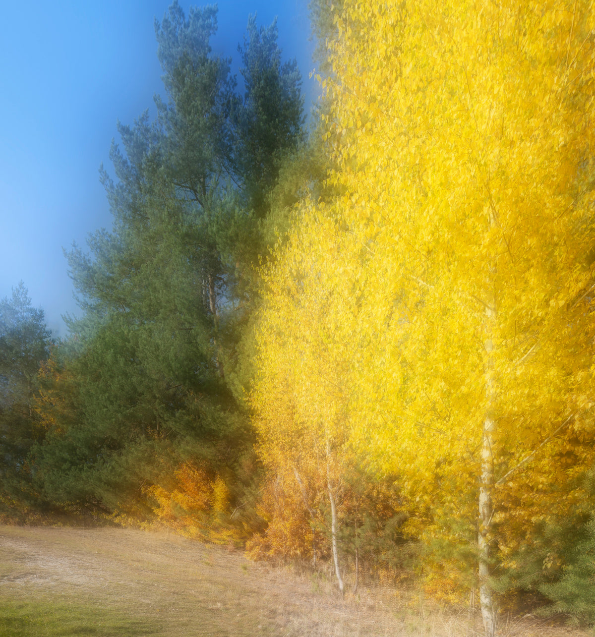 Autumn Whisper Abstract Yellow and Green Landscape Photography Wall Mural in your room