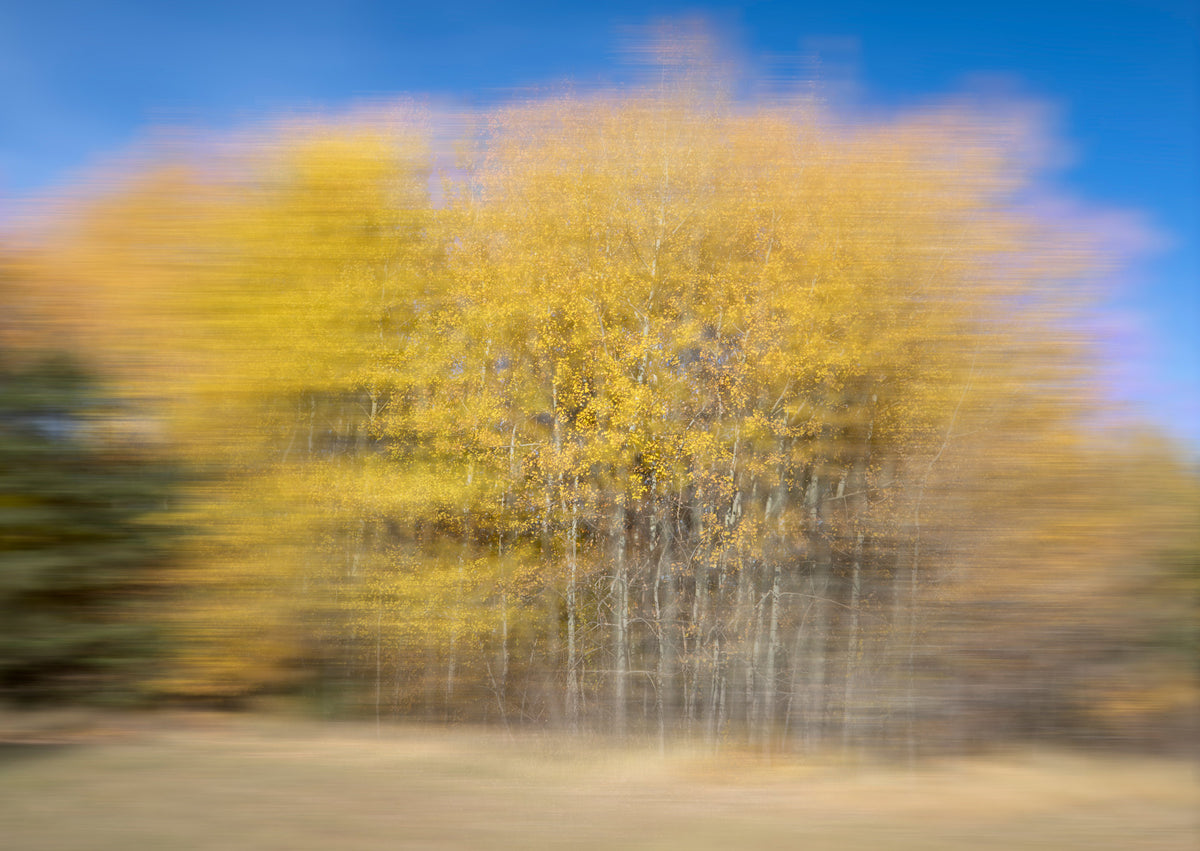Autumn Trees in Motion - Abstract Nature Photography Wall Mural in your room — zoomed