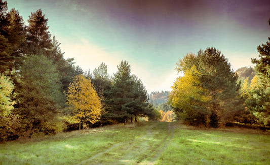 Serene Autumn Landscape Photography - Tranquil Forest Pathway Art Print Wall Mural