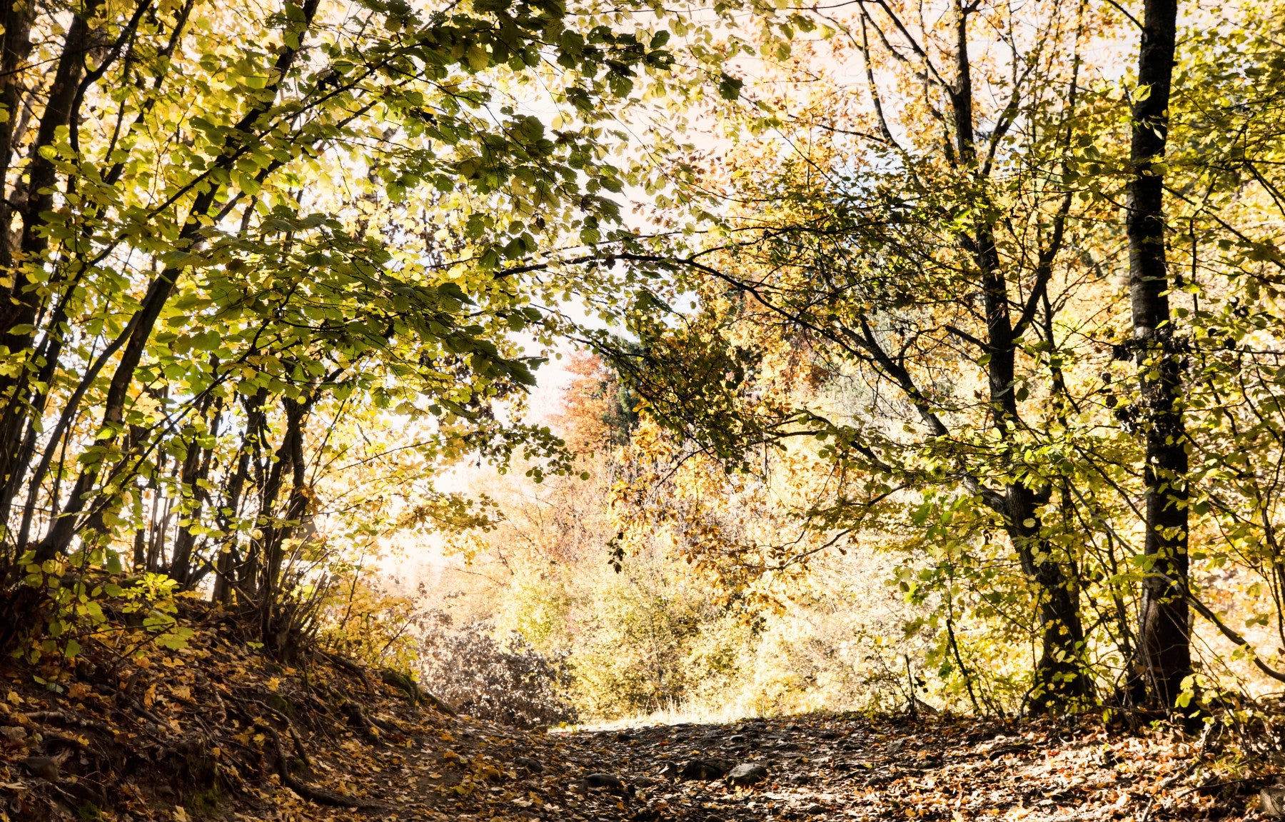 Autumn Pathway Through Golden Leaves - Nature Photography Print Wall Mural