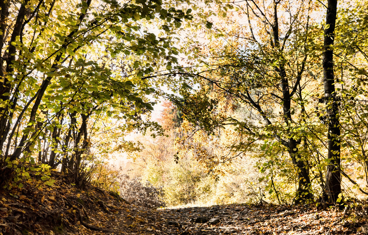 Autumn Pathway Through Golden Leaves - Nature Photography Print Wall Mural in your room — zoomed