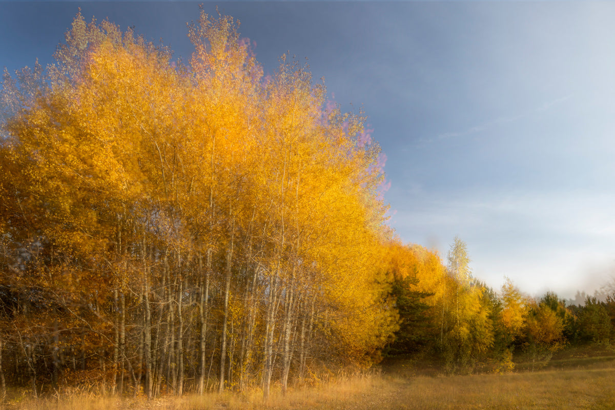 Golden Autumn Trees - Nature Photography Print - Fall Landscape Art Wall Mural in your room