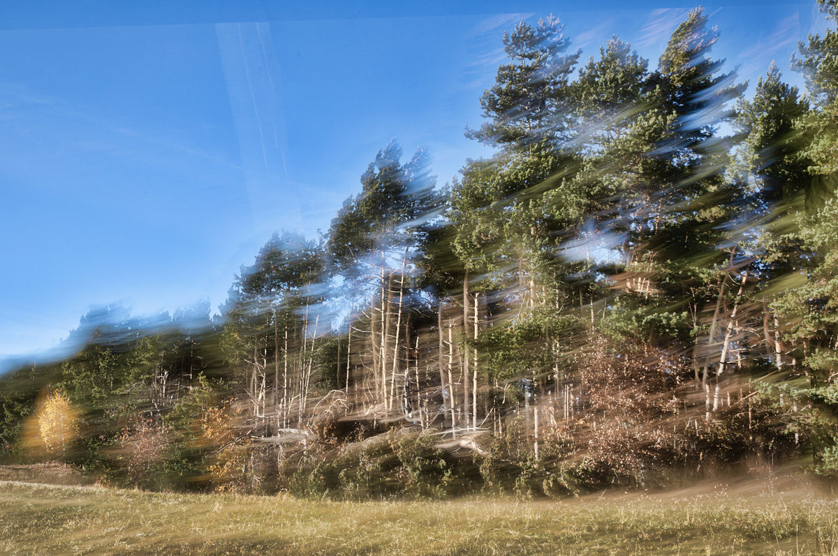 Ethereal Forest Motion Photography | Abstract Nature Art Print Wall Mural in your room