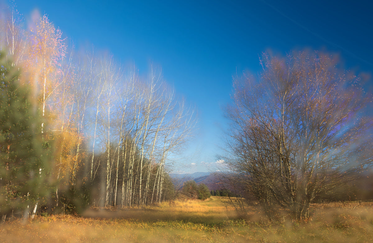 Autumn Landscape Photography - Serene Trees Under Blue Sky - Nature Wall Art Wall Mural in your room — zoomed