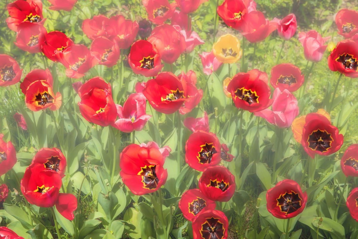Vibrant Red Tulip Field Photography | Floral Wall Art | Nature Decor Wall Mural in your room — zoomed