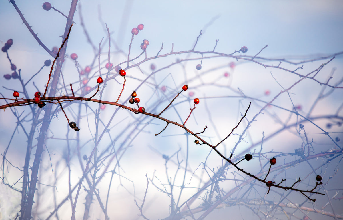 Winter Berries on Twigs - Nature Photography Print Wall Mural in your room