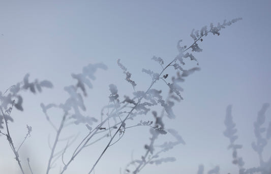 Ethereal Botanical Photography - Soft Focus Floral Art Print Wall Mural
