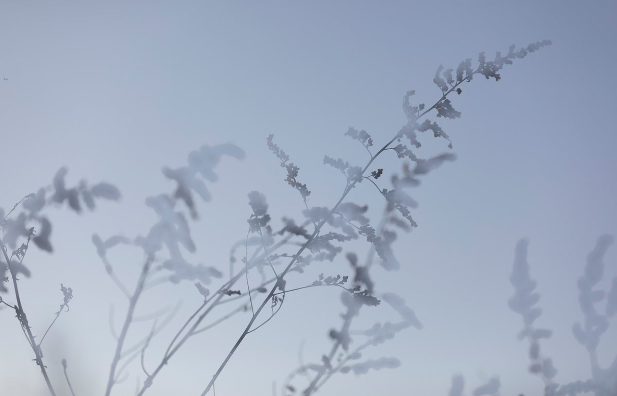 Ethereal Botanical Photography - Soft Focus Floral Art Print Wall Mural in your room