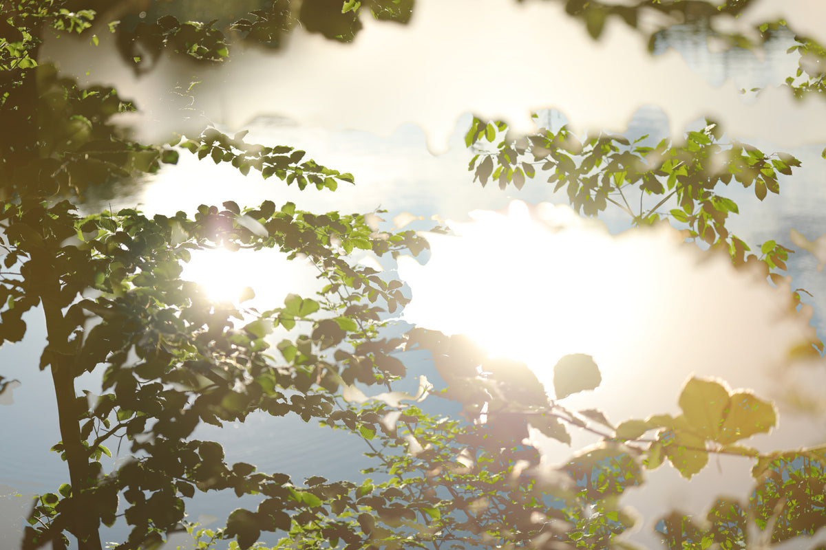 Serene Reflection of Nature Leafy Water Scene Photography Wall Mural in your room — zoomed