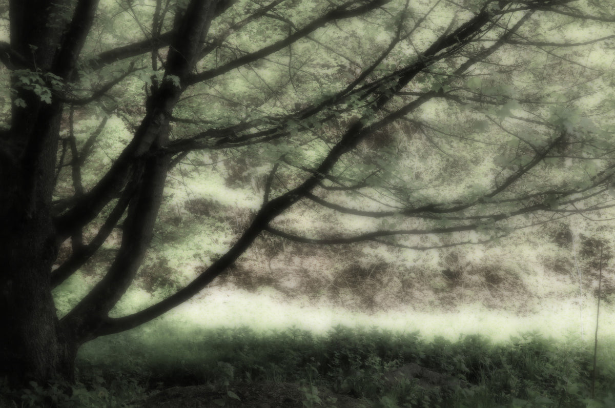 Ethereal Tree Art Print | Serene Nature Photography | Soft Green Landscape Decor Wall Mural in your room — zoomed