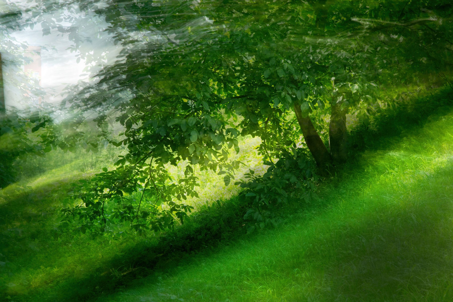 Serene Green Landscape Photography - Tranquil Tree and Lush Grass Scene Wall Mural