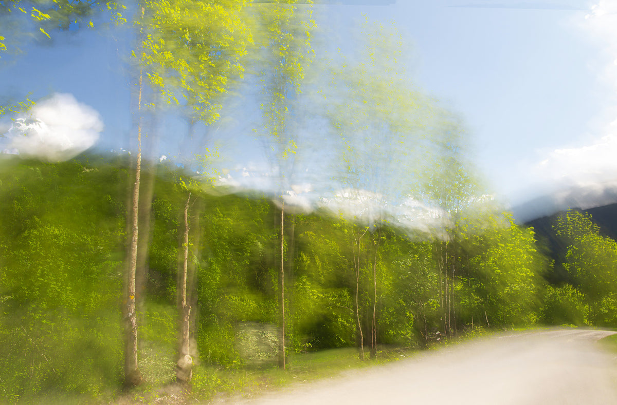 Whispering Greens Blurred Nature Photography of Trees and Sky Wall Mural in your room — zoomed