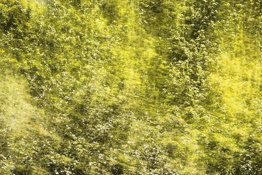 Lush Green Abstract Nature Art - Textured Blurred Landscape Print Wall Mural