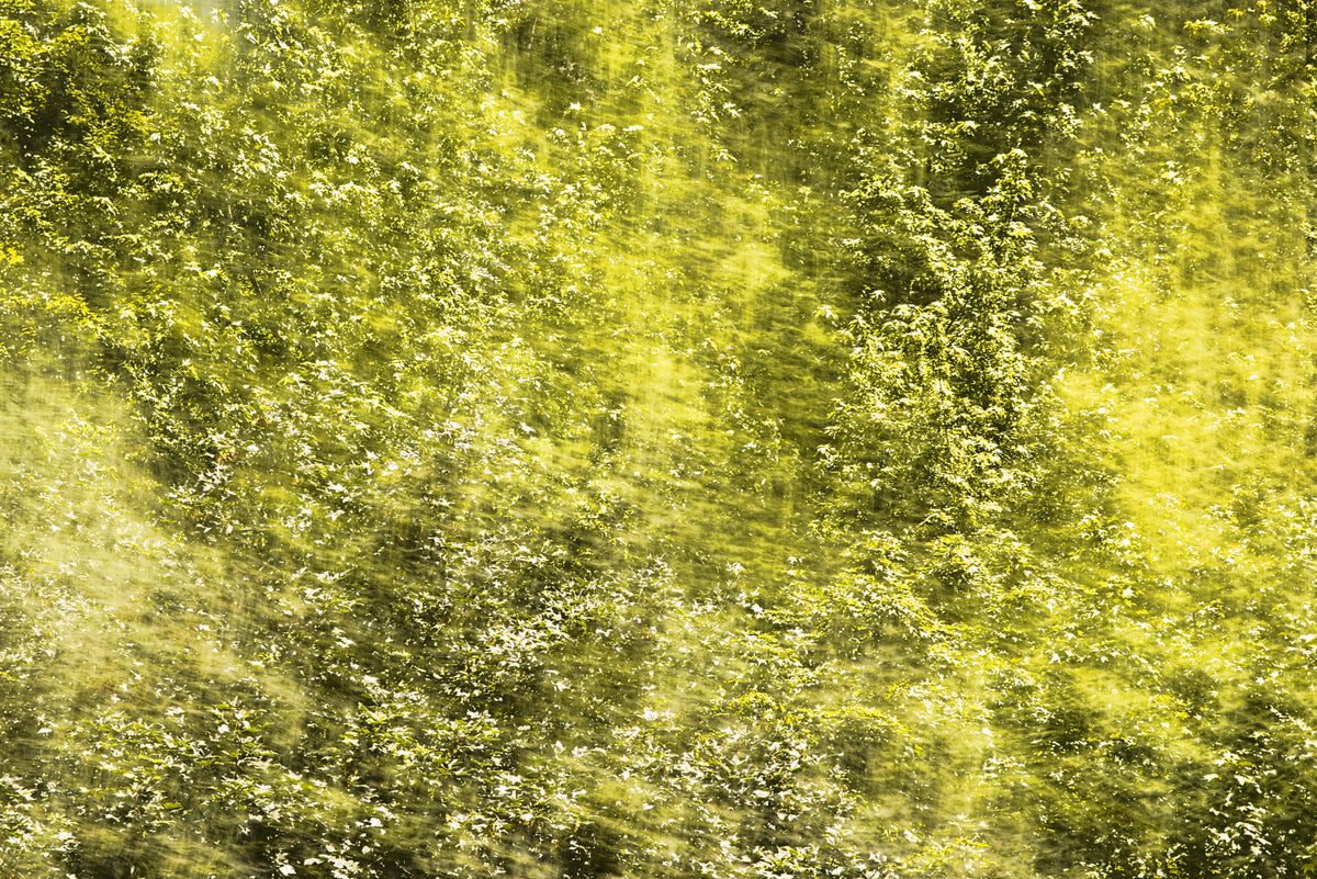 Lush Green Abstract Nature Art - Textured Blurred Landscape Print Wall Mural in your room — zoomed