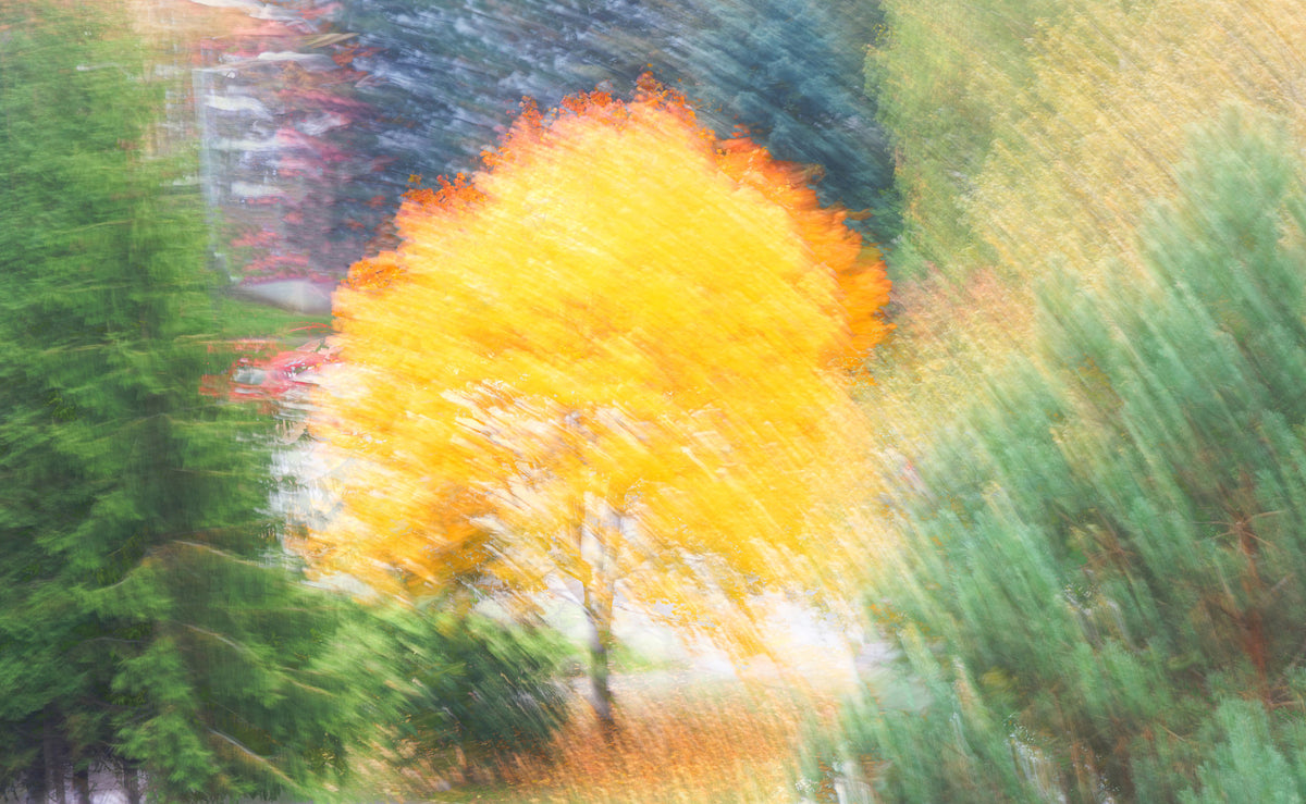 Golden Autumn Tree - Abstract Nature Photography - Vibrant Fall Colors Wall Mural in your room — zoomed