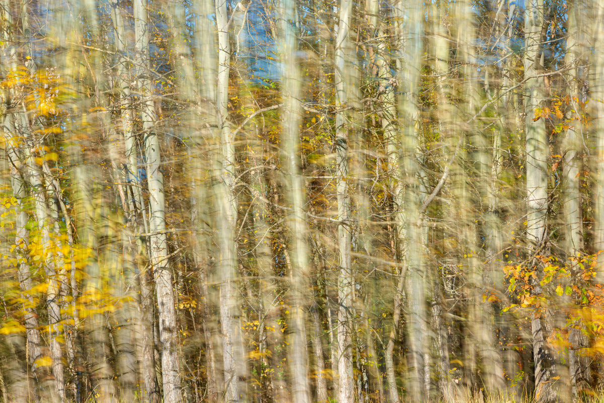 Blurred Autumn Forest Photography | Nature Art Print | Colorful Tree Landscape Wall Mural in your room