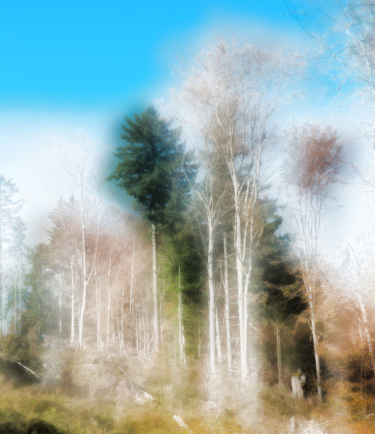 Ethereal Forest Landscape Photography | Tranquil Nature Art Print Wall Mural in your room — zoomed