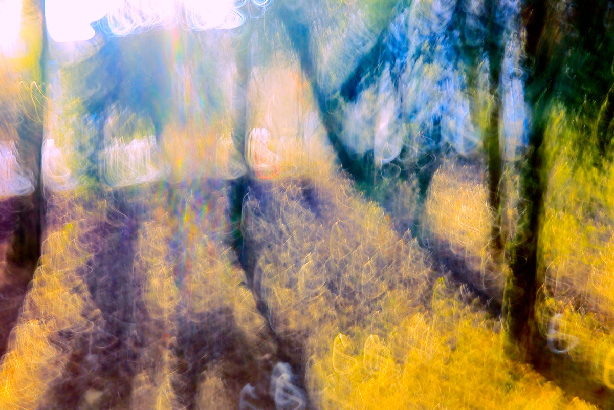 Ethereal Forest Light Photography | Abstract Nature Art Print | Colorful Blurred Landscape Wall Mural in your room — zoomed