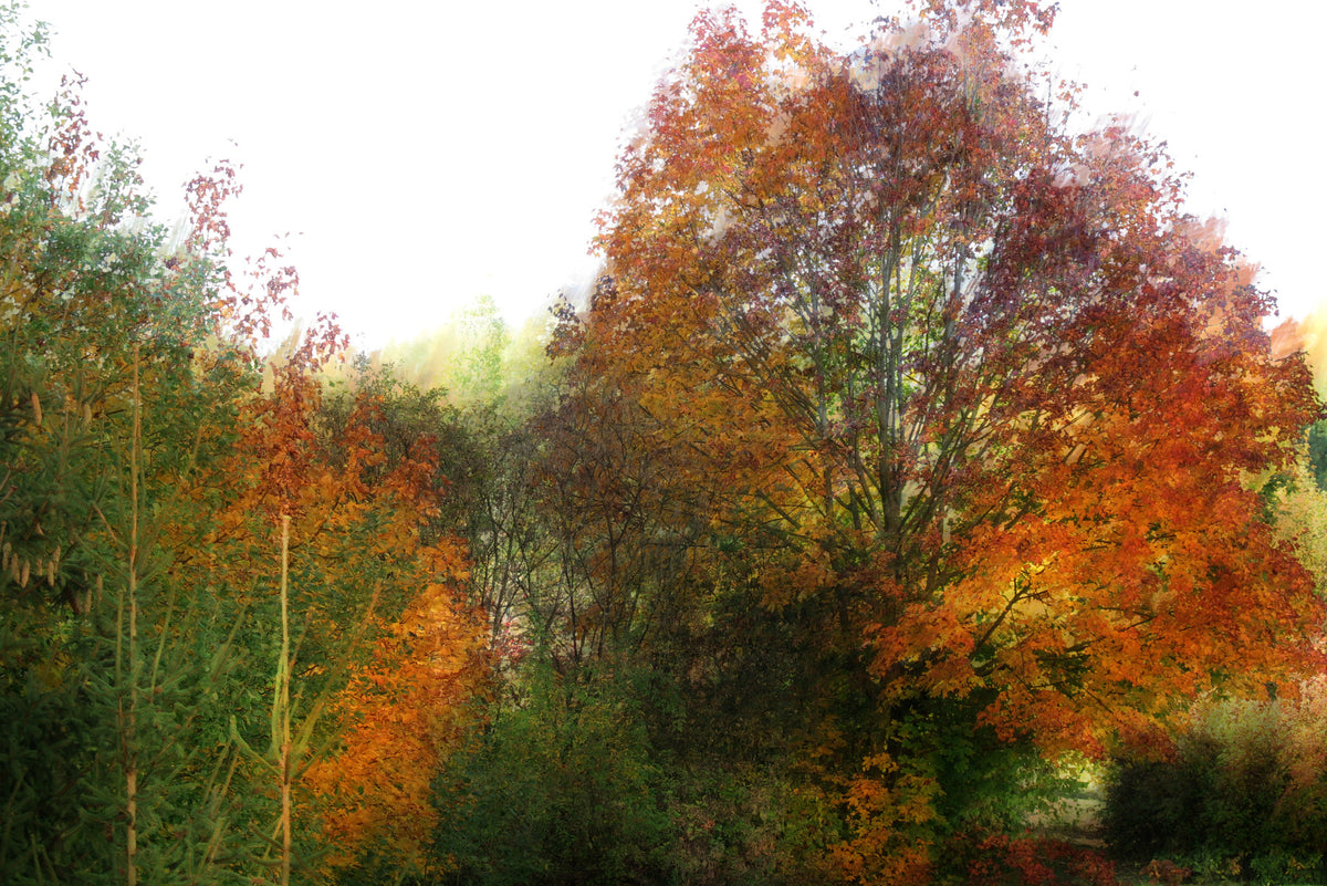 Autumn Foliage Art Print | Colorful Nature Landscape | Fall Tree Photography Wall Mural in your room