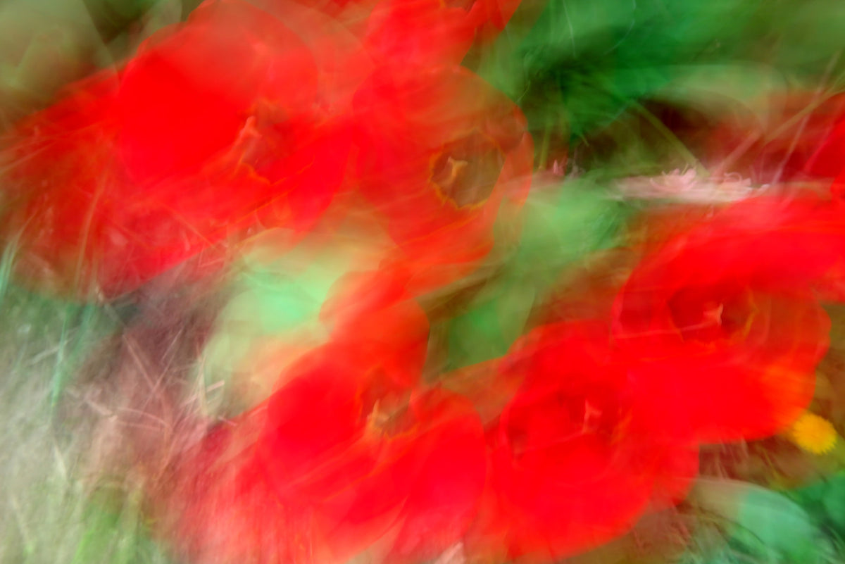 Abstract Floral Art Print - Vibrant Red and Green Nature Photography Wall Mural in your room — zoomed