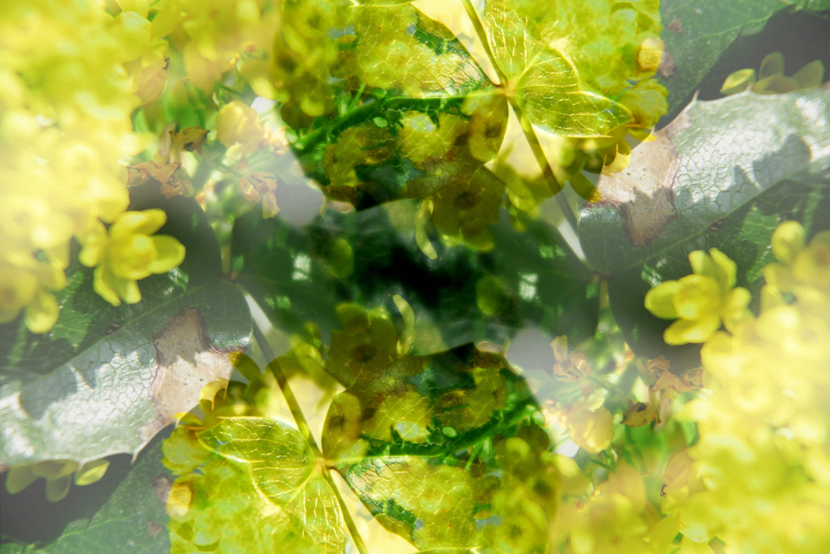 Lush Green and Yellow Floral Abstract Art Print Wall Mural in your room