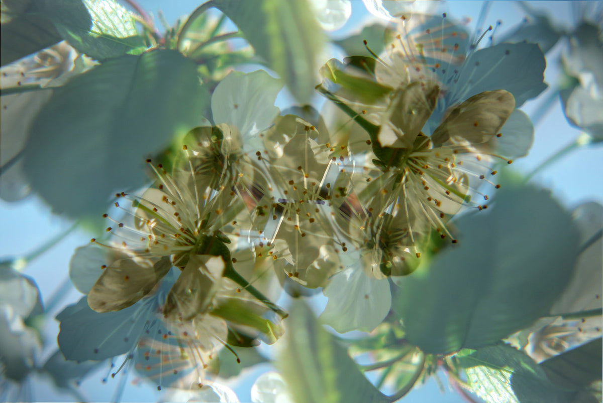 Ethereal Floral Abstract Art Print | Delicate Nature Photography | Green and White Blossom Decor Wall Mural in your room — zoomed