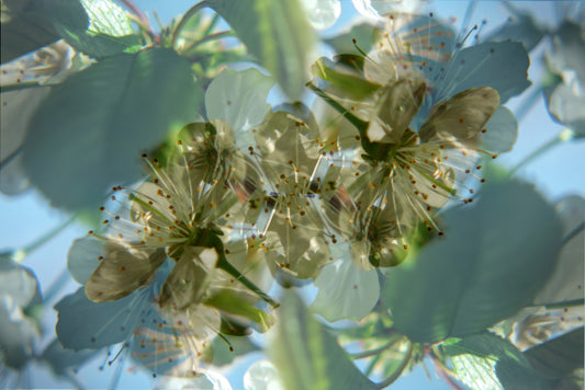 Ethereal Floral Abstract Art Print | Delicate Nature Photography | Green and White Blossom Decor Wall Mural