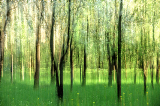 Serene Forest Scene | Blurred Nature Photography | Tranquil Green Landscape Art Wall Mural