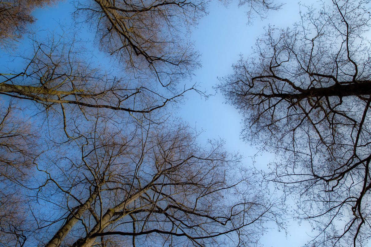Tranquil Canopy A Serene View of Bare Trees Against a Blue Sky Wall Mural in your room