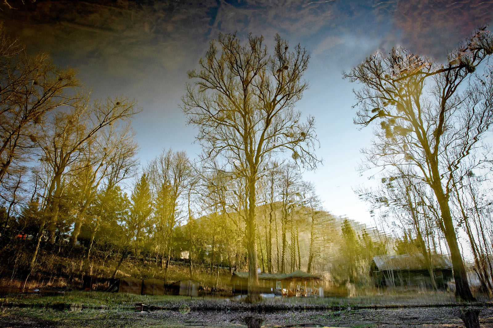 Serene Reflection of Trees in Tranquil Waters - Nature Photography Print Wall Mural